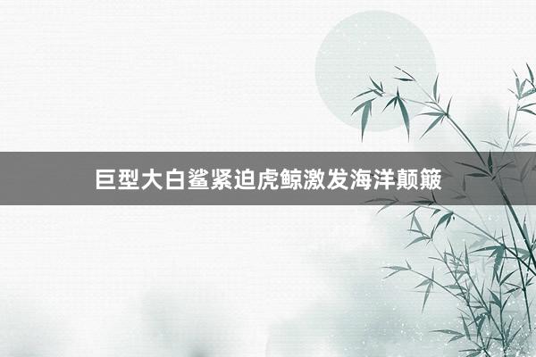 巨型大白鲨紧迫虎鲸激发海洋颠簸